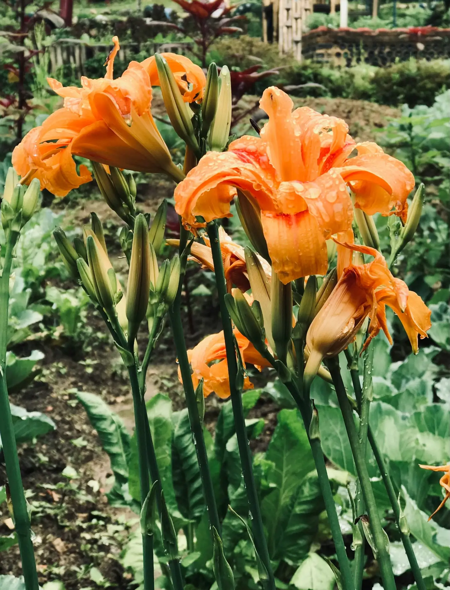 Hémérocalle Charlevoix, jardin Jean Tremblay, se spécialise dans la culture de l'hémérocalle. Notre jardin est ouvert durant la saison estivale et il est possible de commander en ligne toute l'année durant.